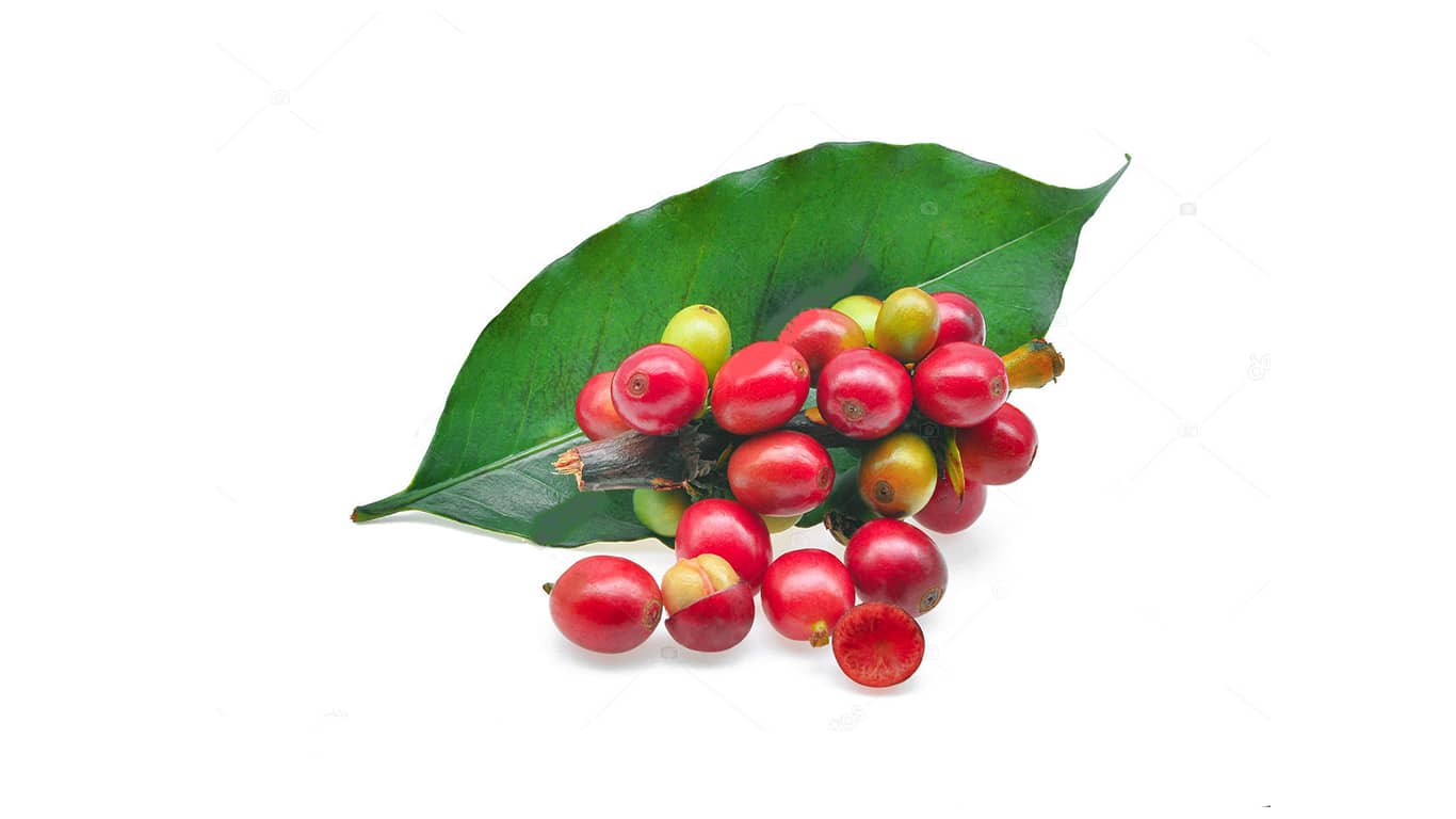 tamrin-export-coffee-cherry